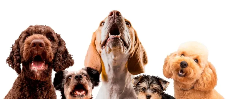 Marketing numérique pour animaleries et cliniques vétérinaires : le guide complet Image de couverture: Marketing numérique pour animaleries et cliniques vétérinaires : le guide complet